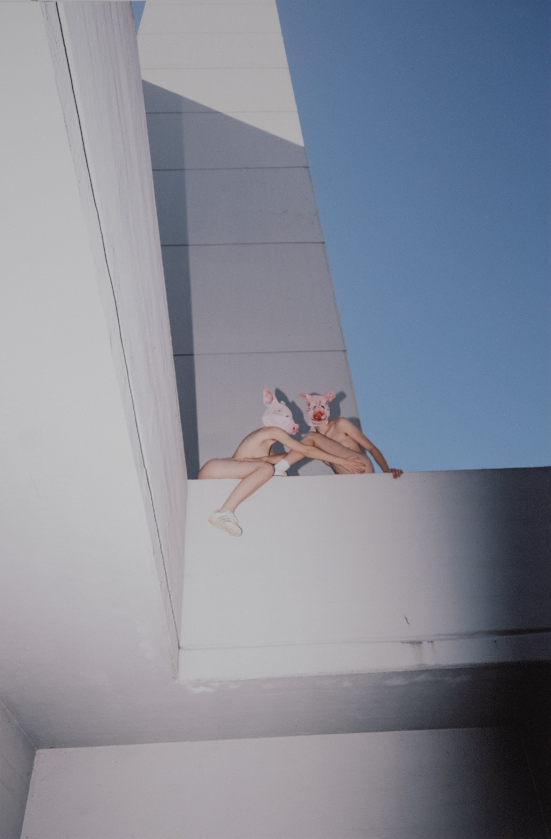 Pigs / 01